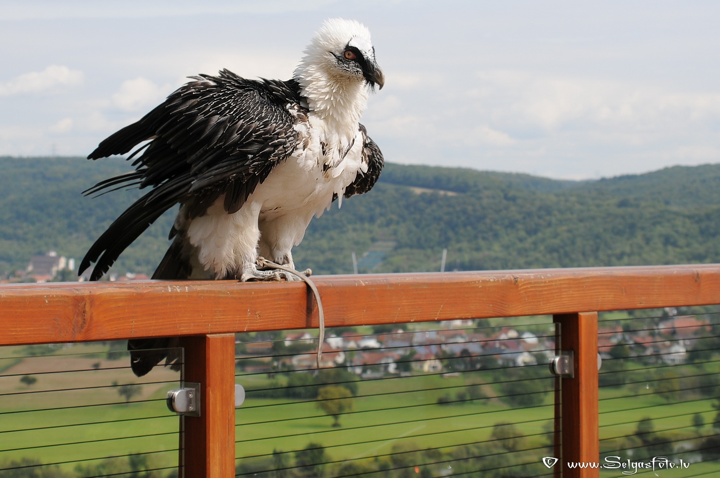 Burg Guttenberg. Deutschland. Burg Guttenberg. Deutschland.