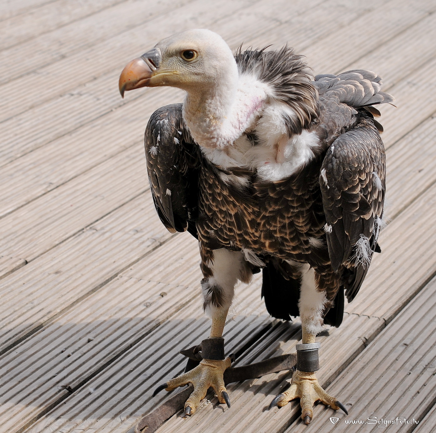 Burg Guttenberg. Deutschland. Burg Guttenberg. Deutschland.