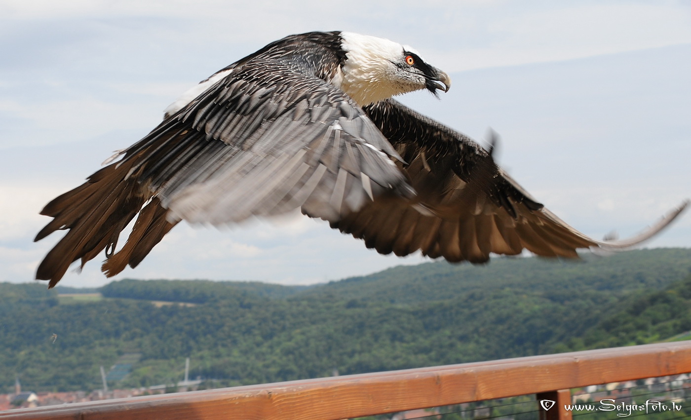 Burg Guttenberg. Deutschland.