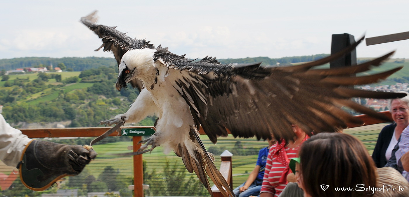 Burg Guttenberg. Deutschland.