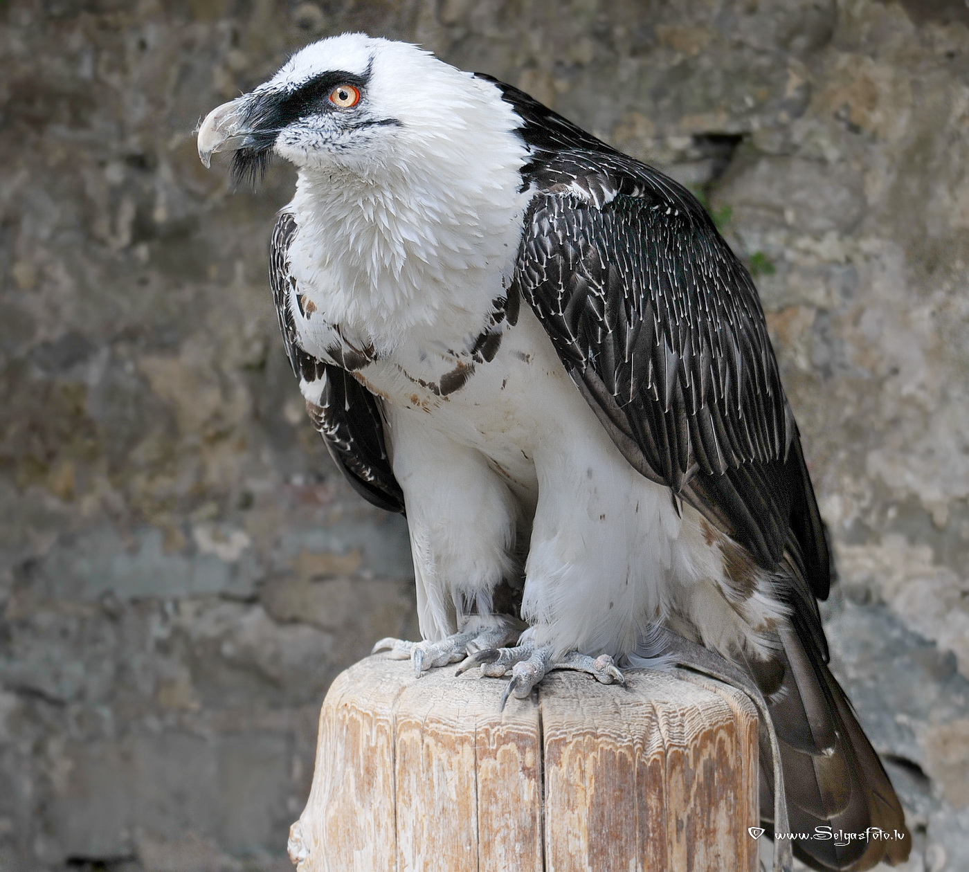 Burg Guttenberg. Deutschland. Burg Guttenberg. Deutschland.