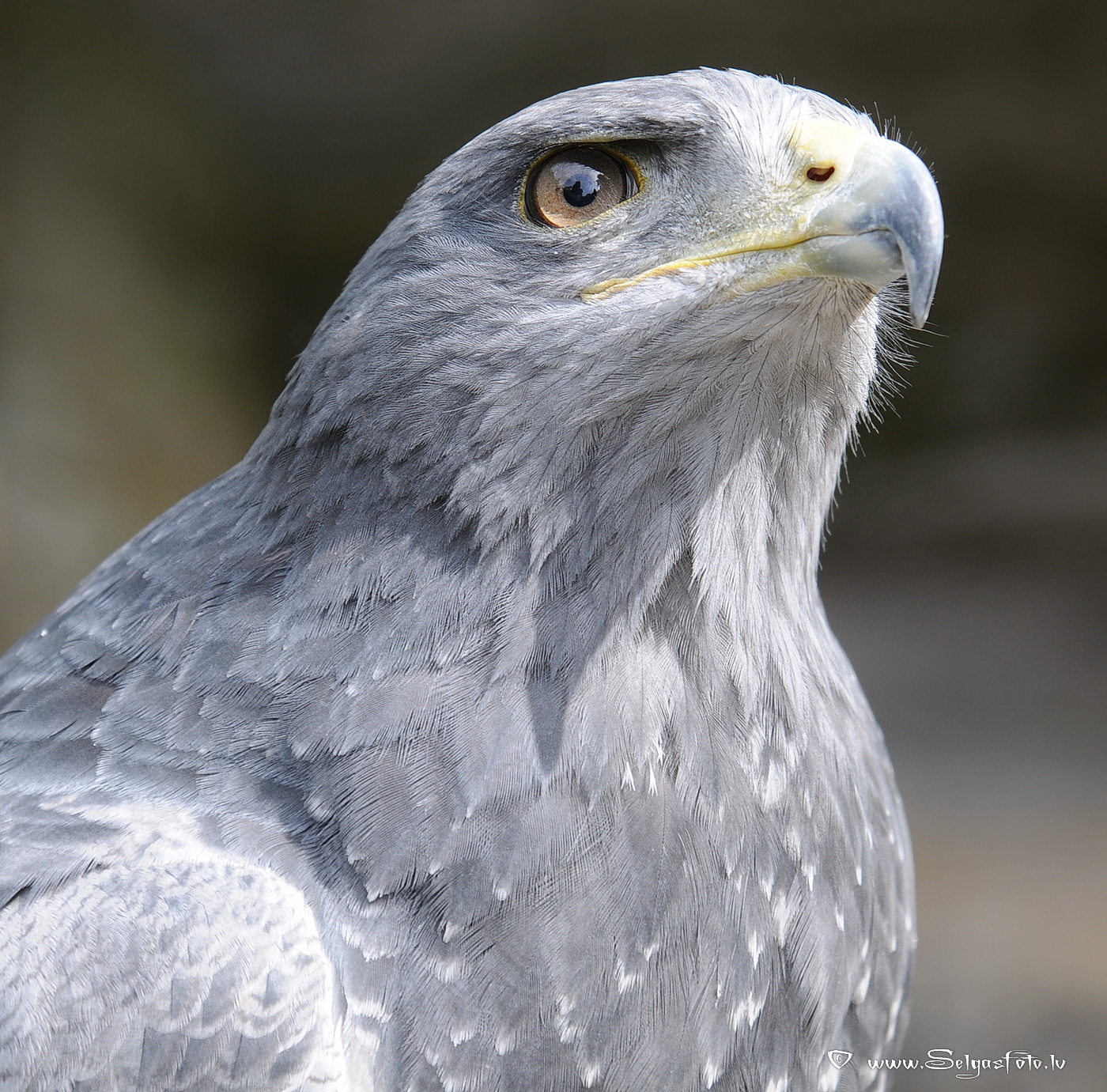 Burg Guttenberg. Deutschland.