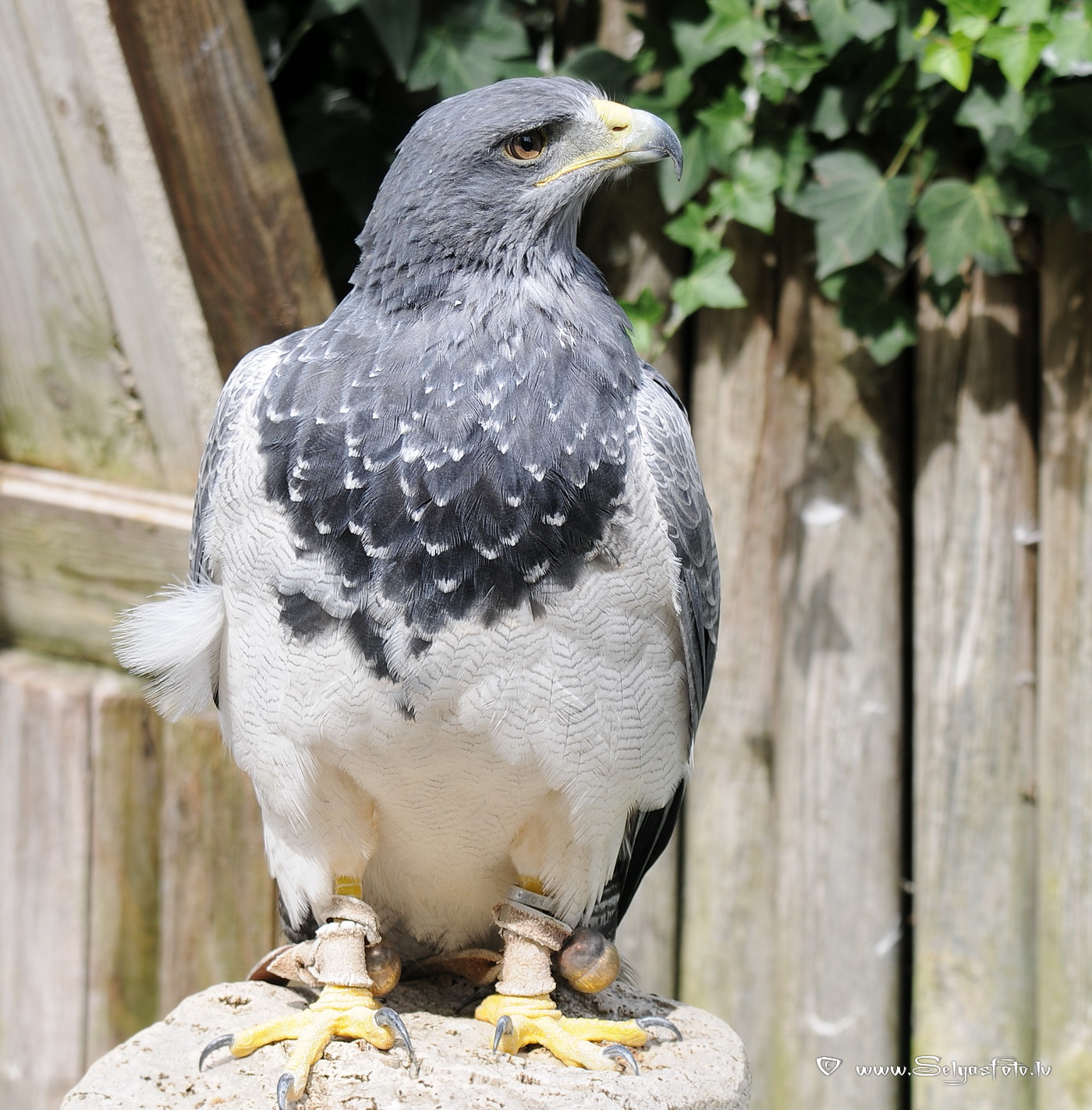 Burg Guttenberg. Deutschland.