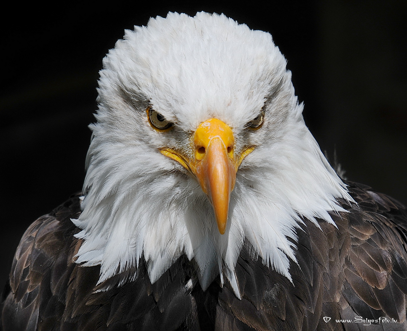 Burg Guttenberg. Deutschland.