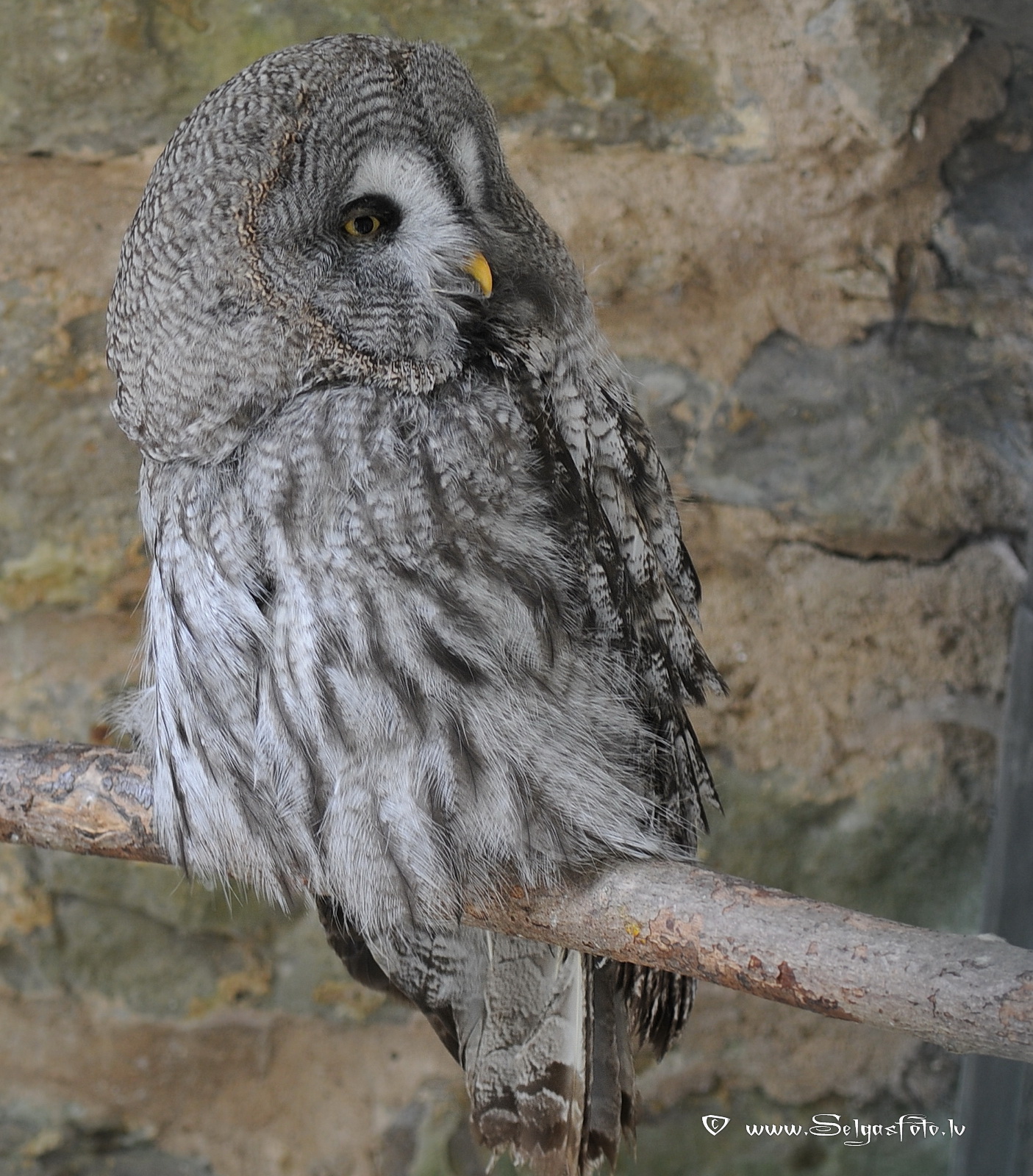 Burg Guttenberg. Deutschland.