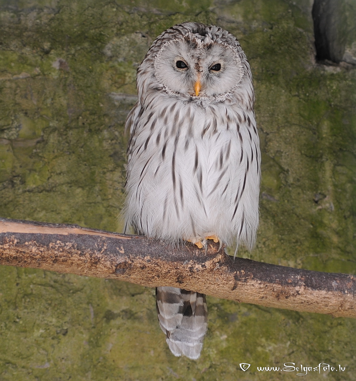 Burg Guttenberg. Deutschland. Burg Guttenberg. Deutschland.
