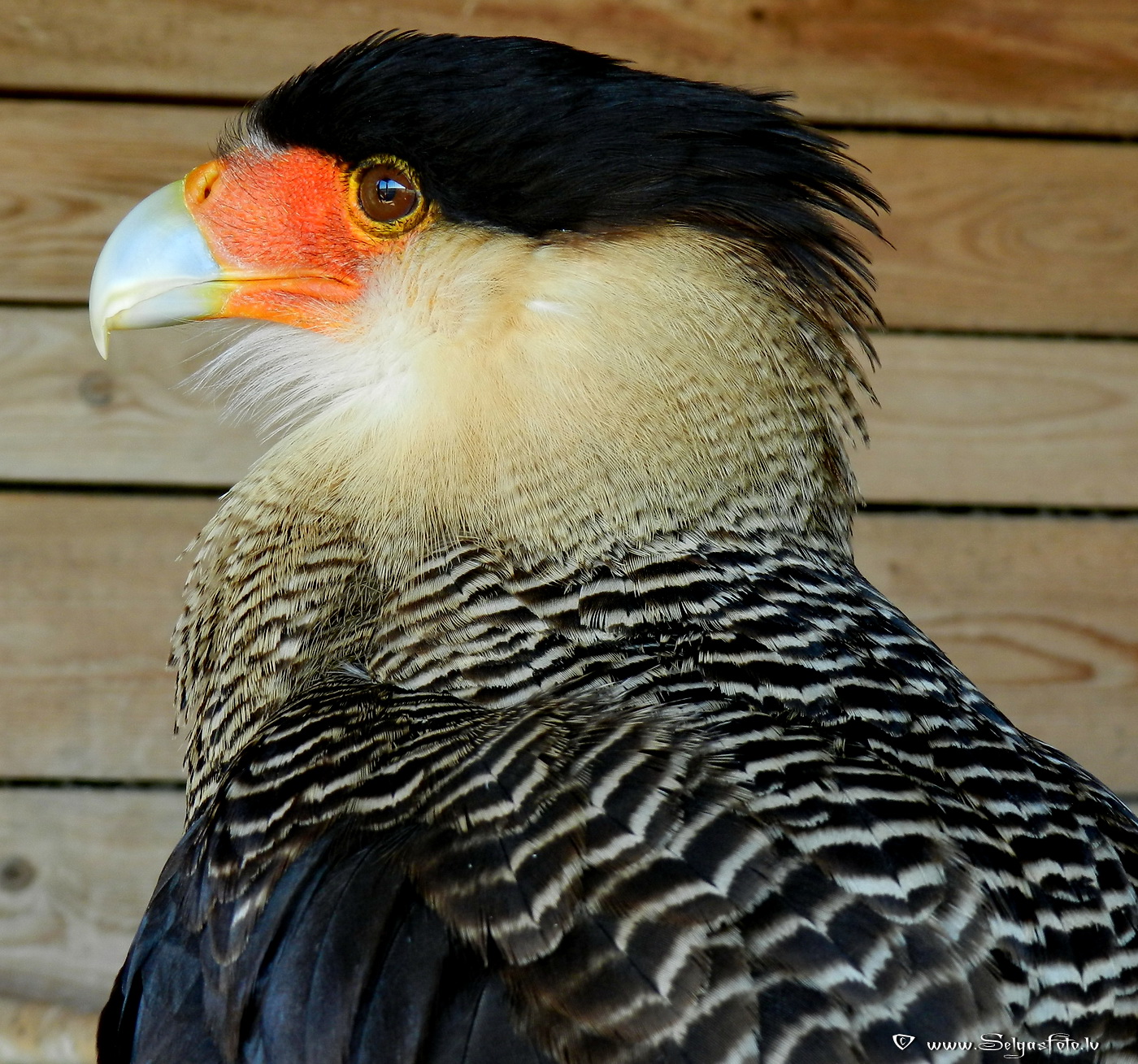 Burg Guttenberg. Deutschland.