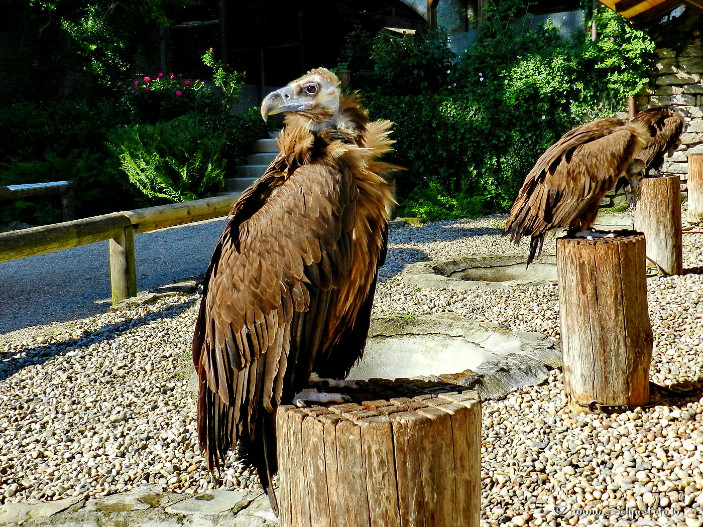 Burg Guttenberg. Deutschland.