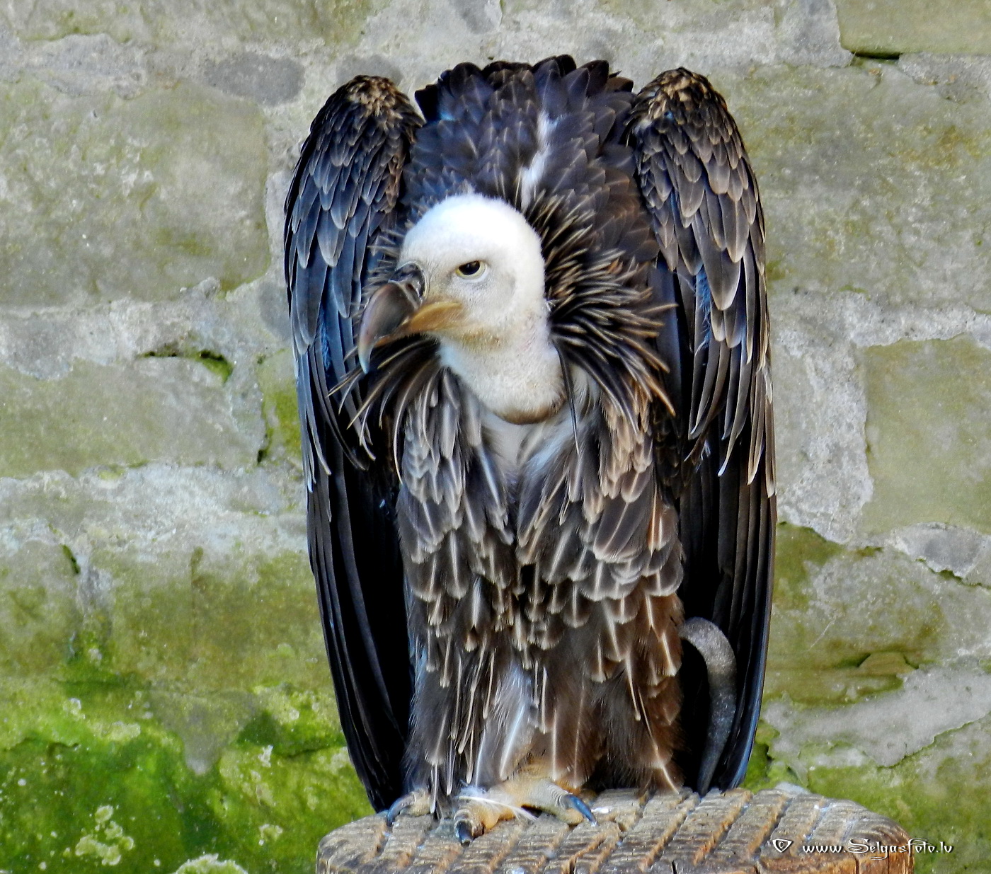 Burg Guttenberg. Deutschland.