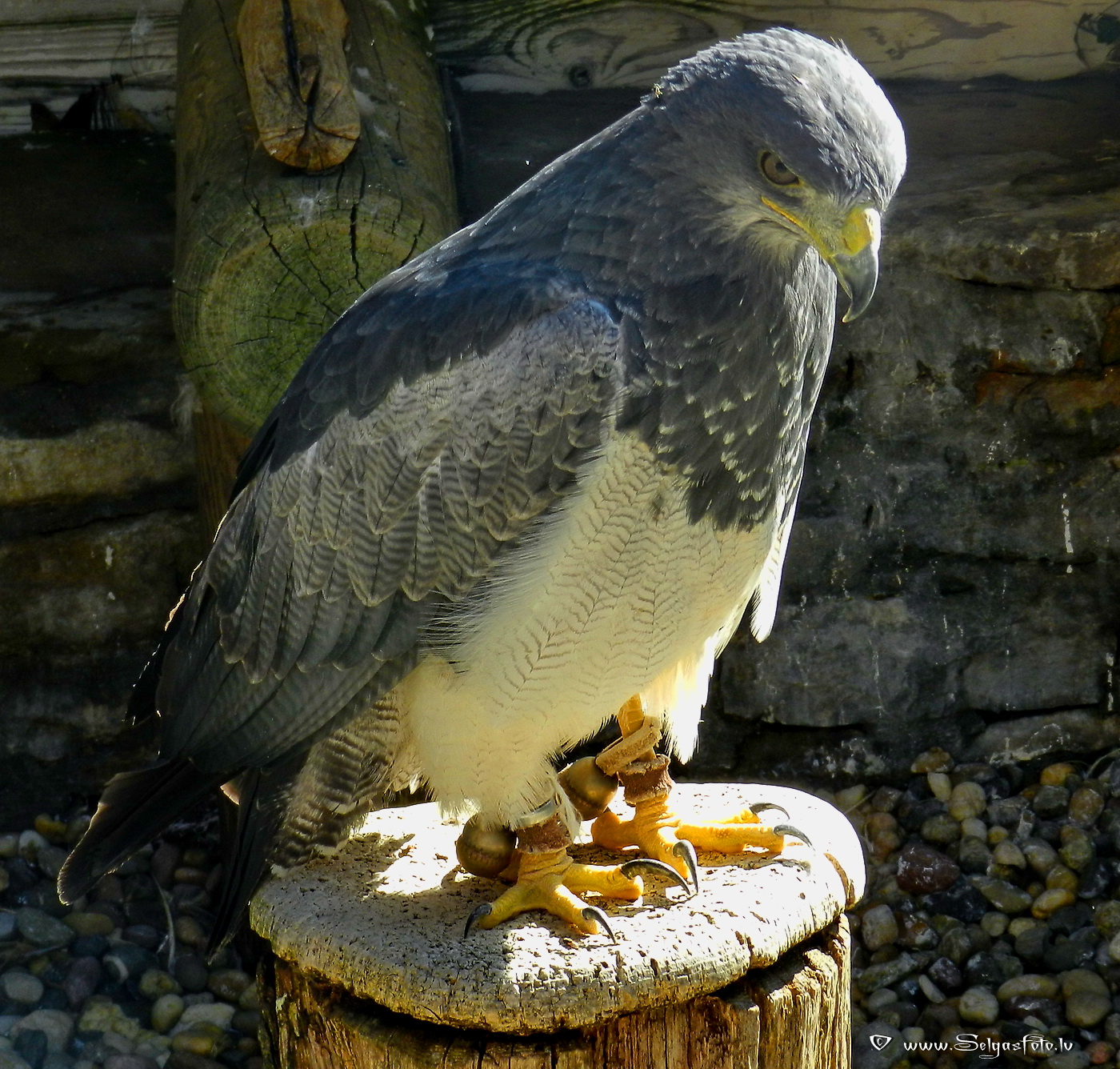 Burg Guttenberg. Deutschland.