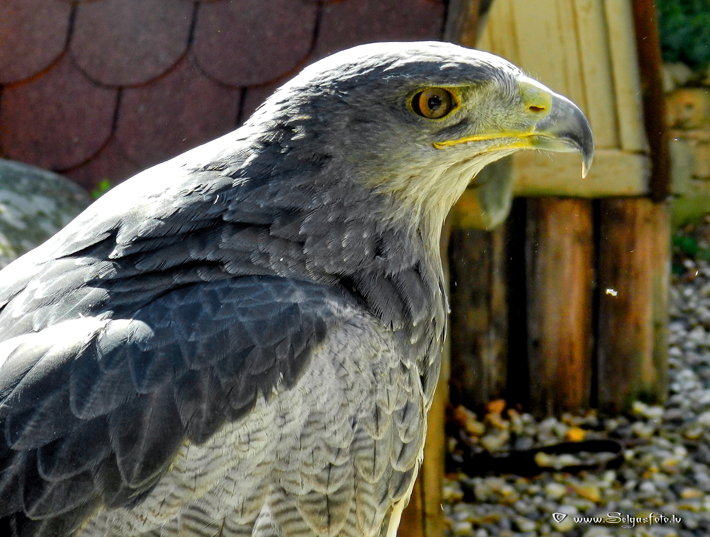 Burg Guttenberg. Deutschland.