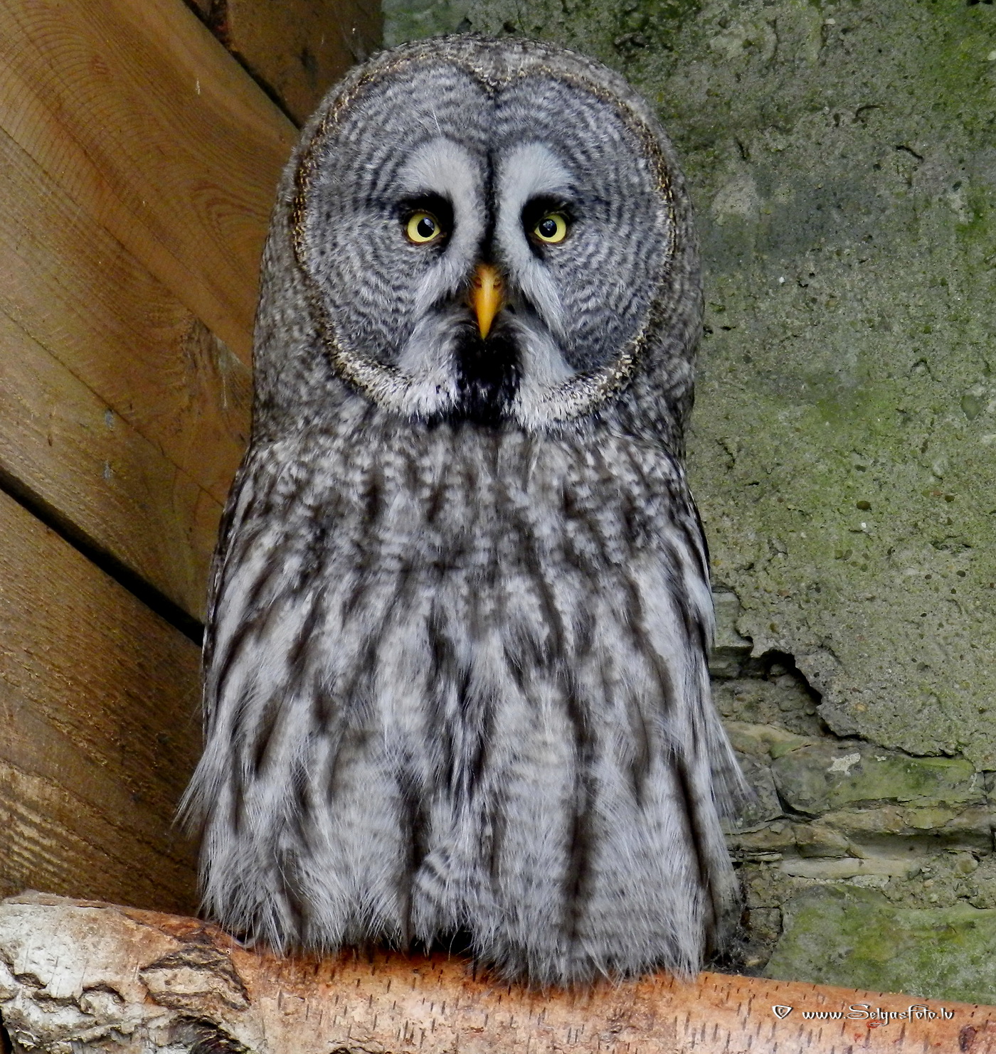 Burg Guttenberg. Deutschland. Burg Guttenberg. Deutschland.