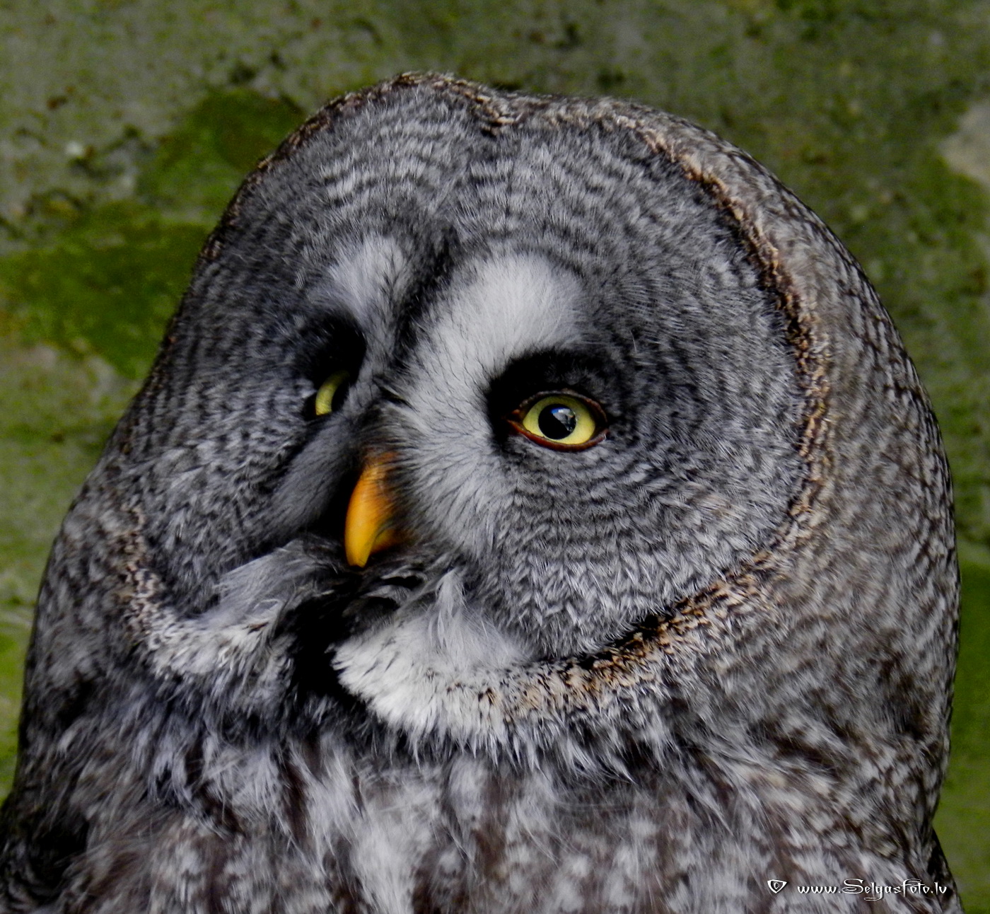Burg Guttenberg. Deutschland. Burg Guttenberg. Deutschland.