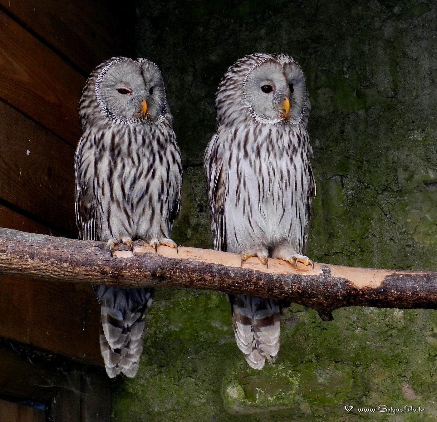 Burg Guttenberg. Deutschland. Burg Guttenberg. Deutschland.