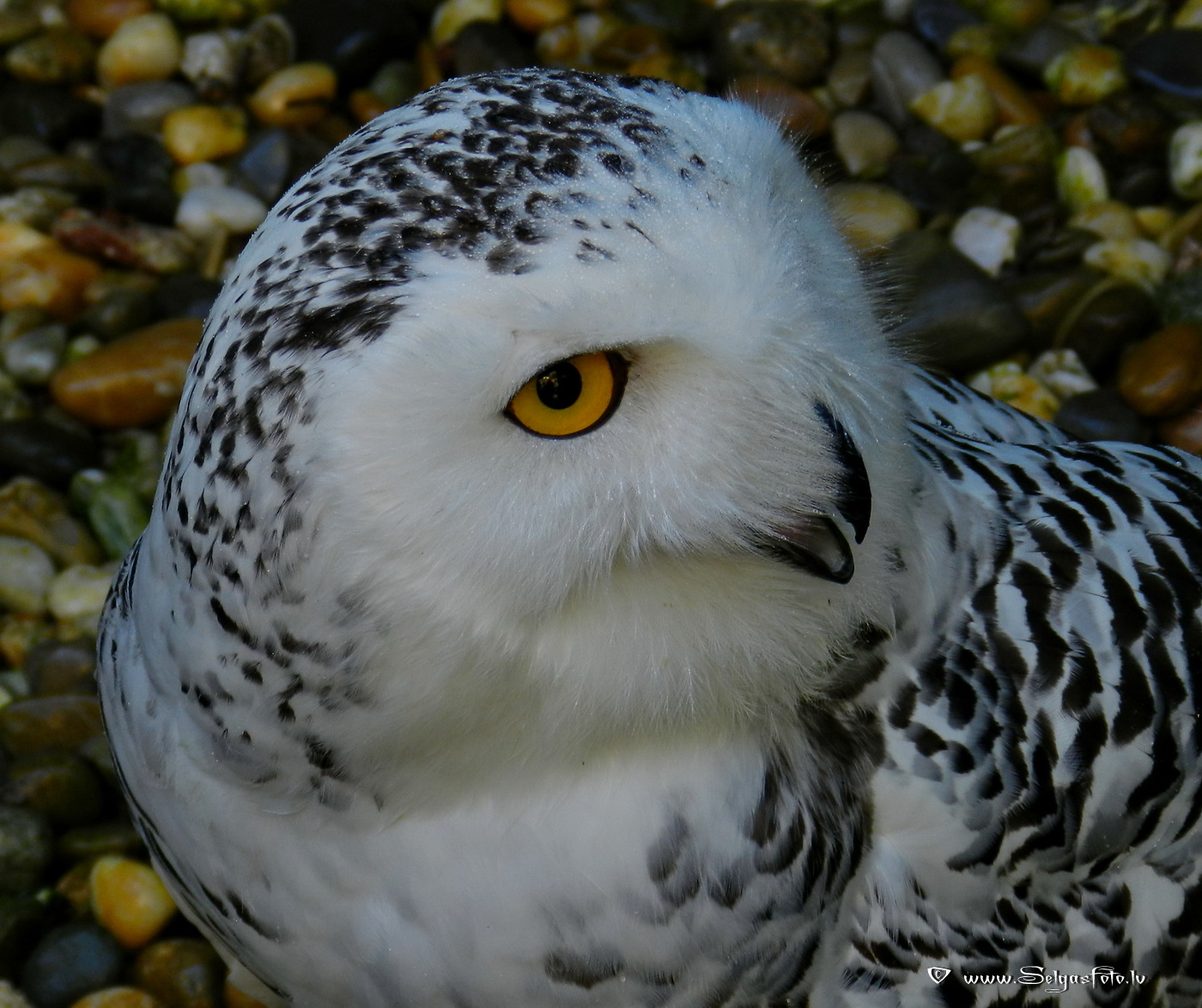 Burg Guttenberg. Deutschland. Burg Guttenberg. Deutschland.