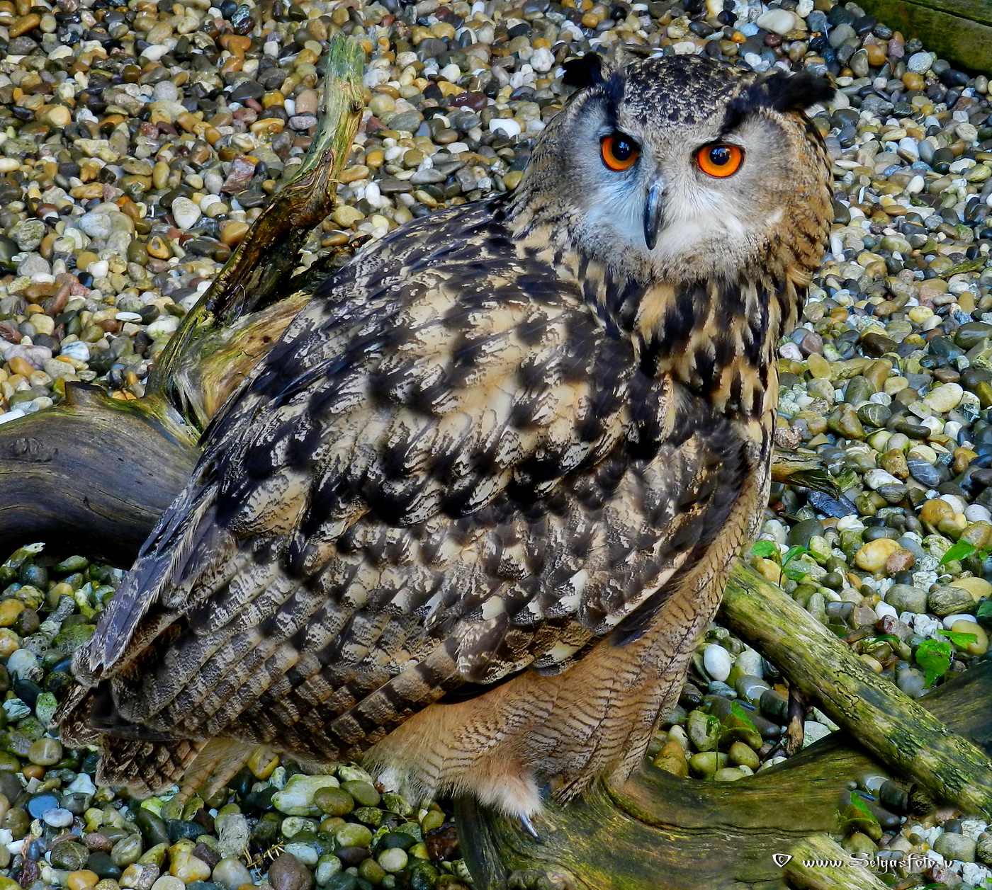 Burg Guttenberg. Deutschland. Burg Guttenberg. Deutschland.