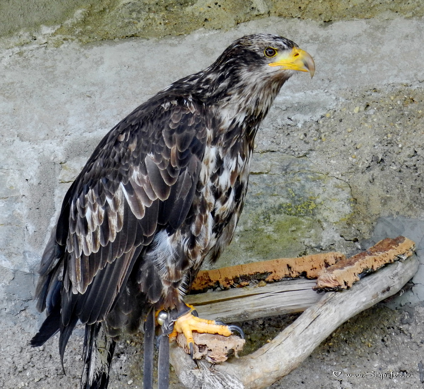 Burg Guttenberg. Deutschland.