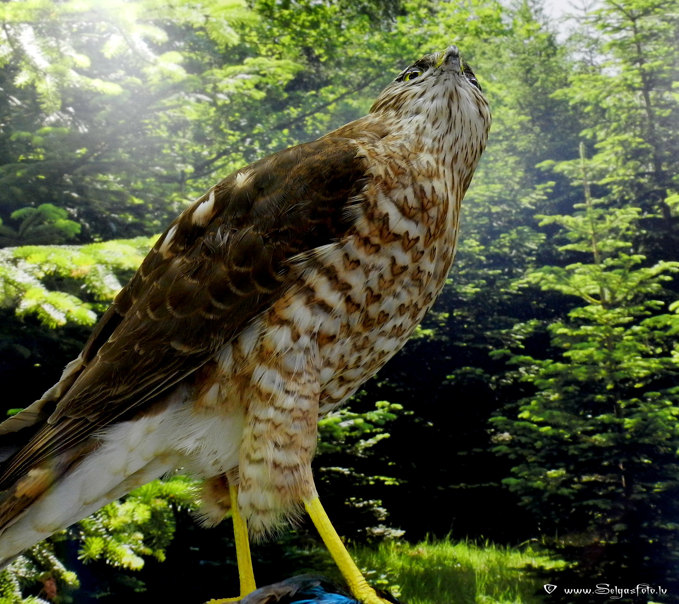 Burg Guttenberg. Deutschland.
