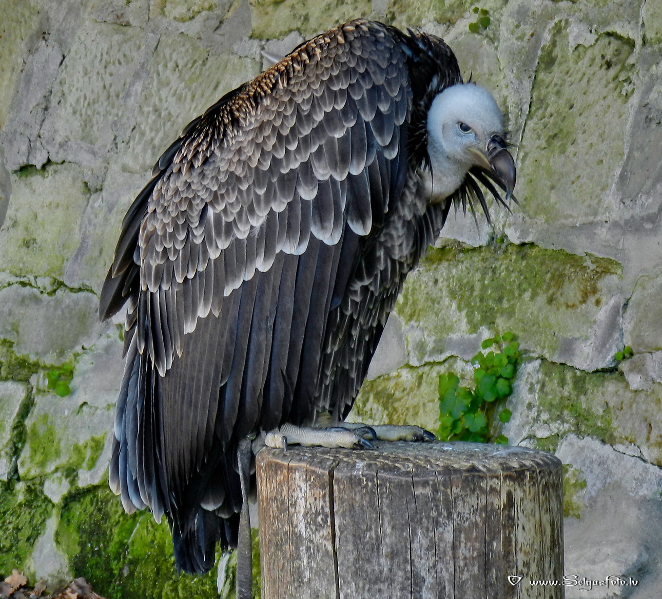 Burg Guttenberg. Deutschland.