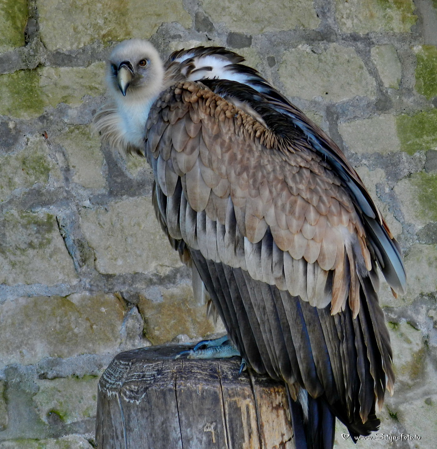 Burg Guttenberg. Deutschland.