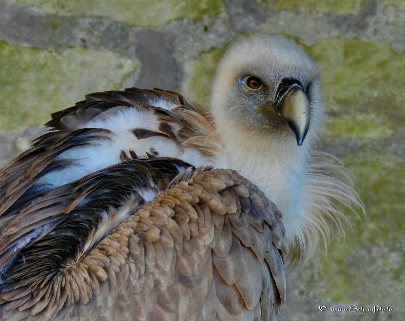 Burg Guttenberg. Deutschland. Burg Guttenberg. Deutschland.