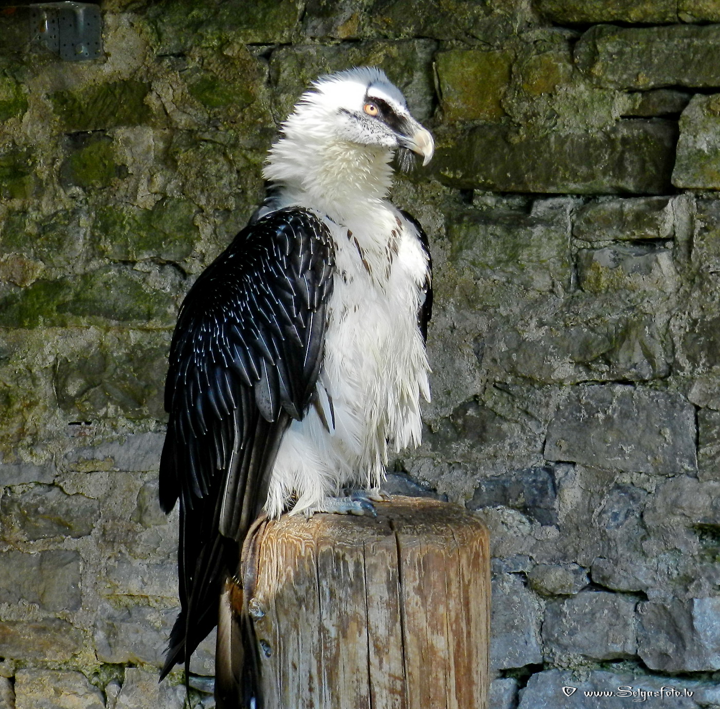 Burg Guttenberg. Deutschland.