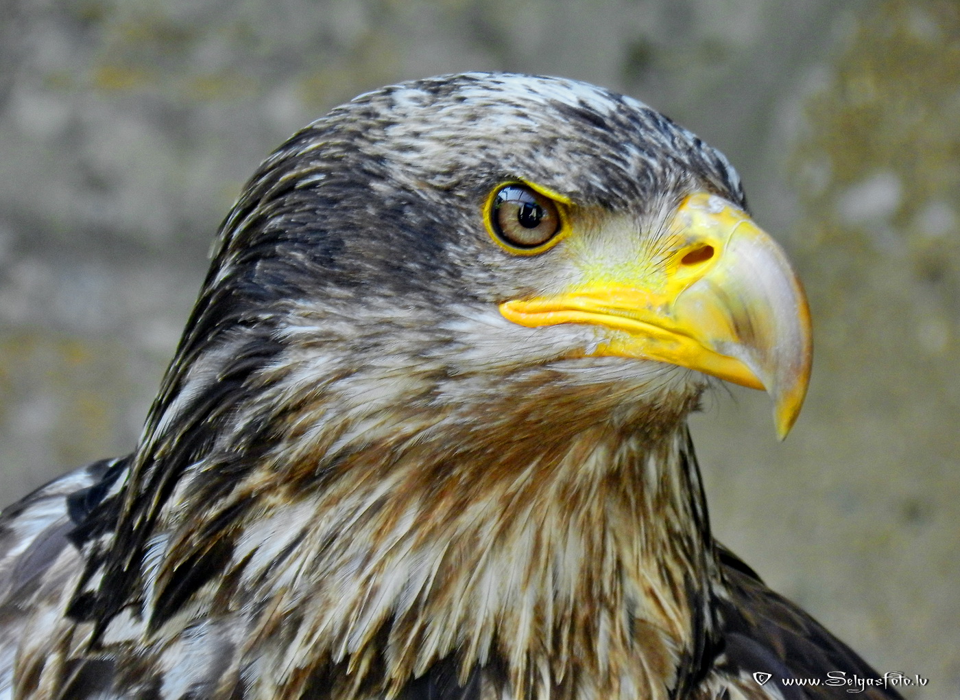 Burg Guttenberg. Deutschland.