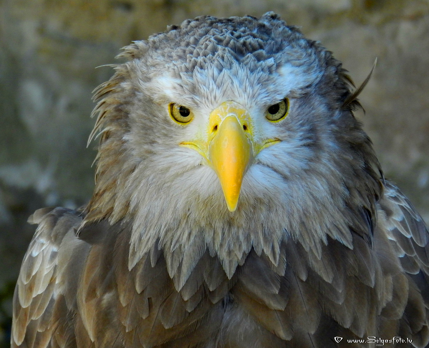 Burg Guttenberg. Deutschland.