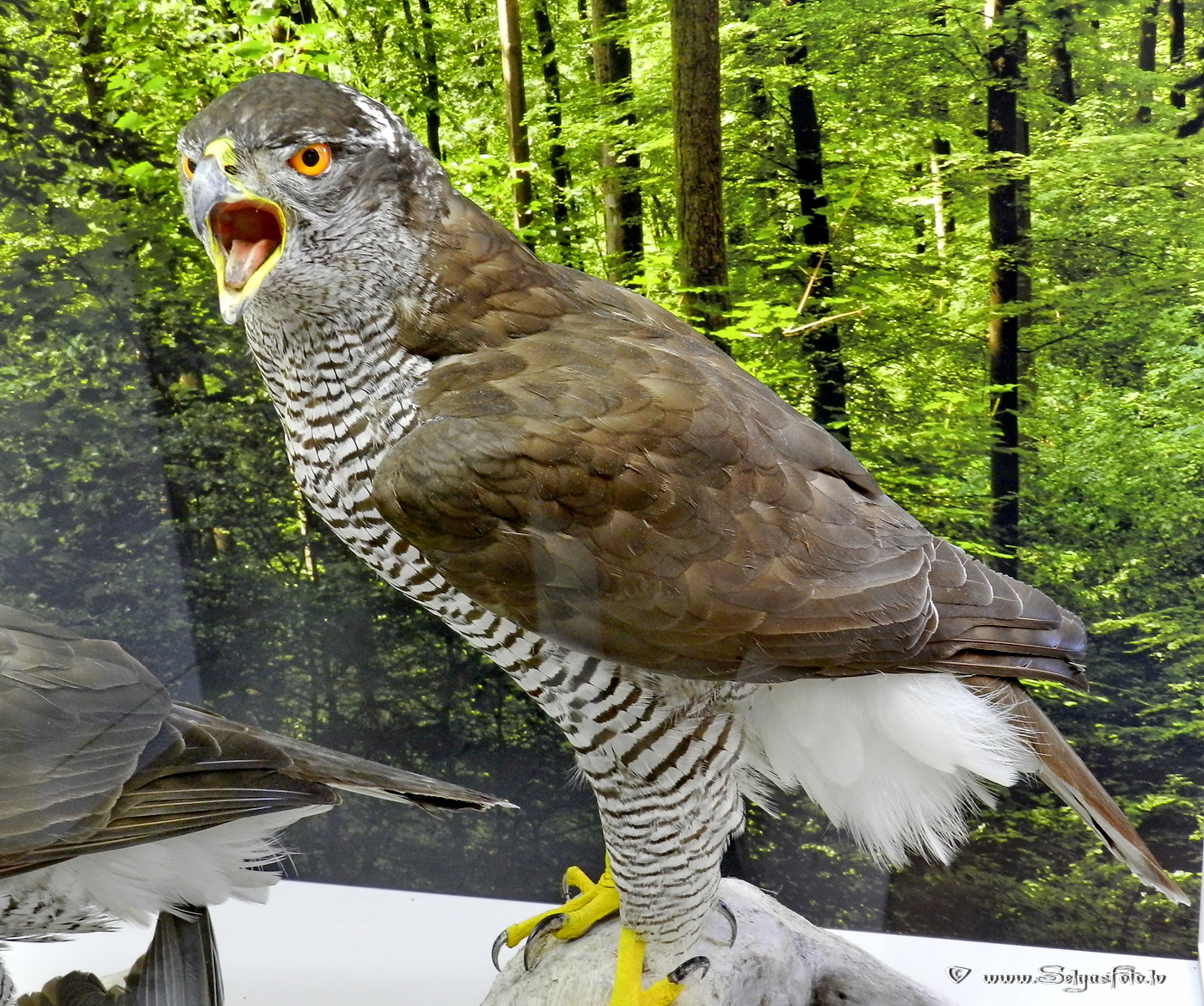 Burg Guttenberg. Deutschland.