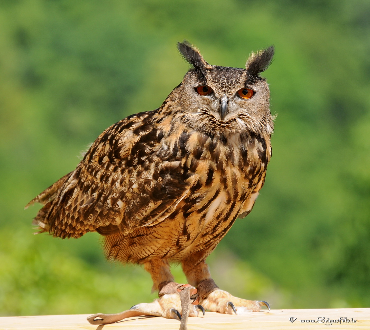 Burg Guttenberg. Deutschland. Burg Guttenberg. Deutschland.