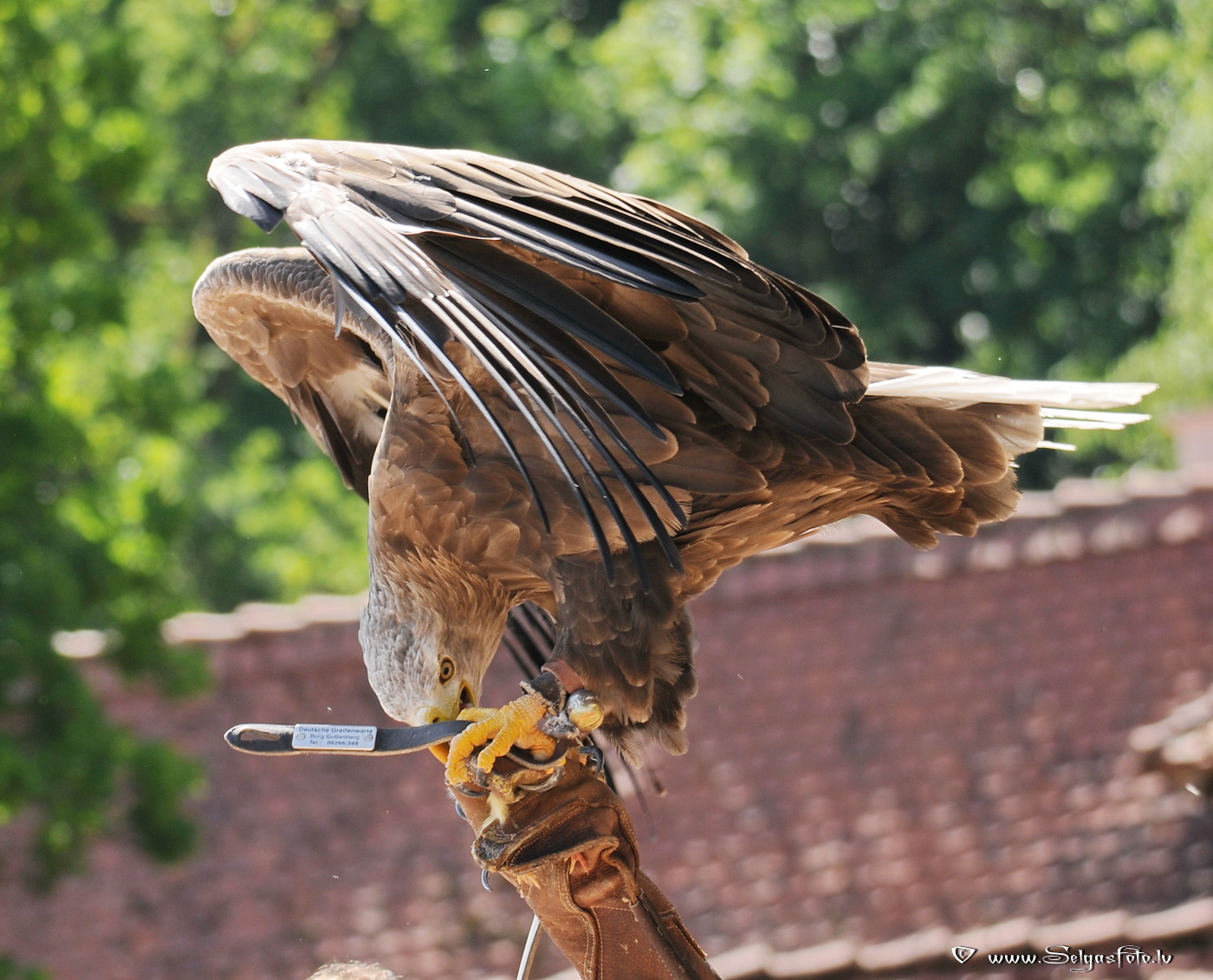 Burg Guttenberg. Deutschland. Burg Guttenberg. Deutschland.