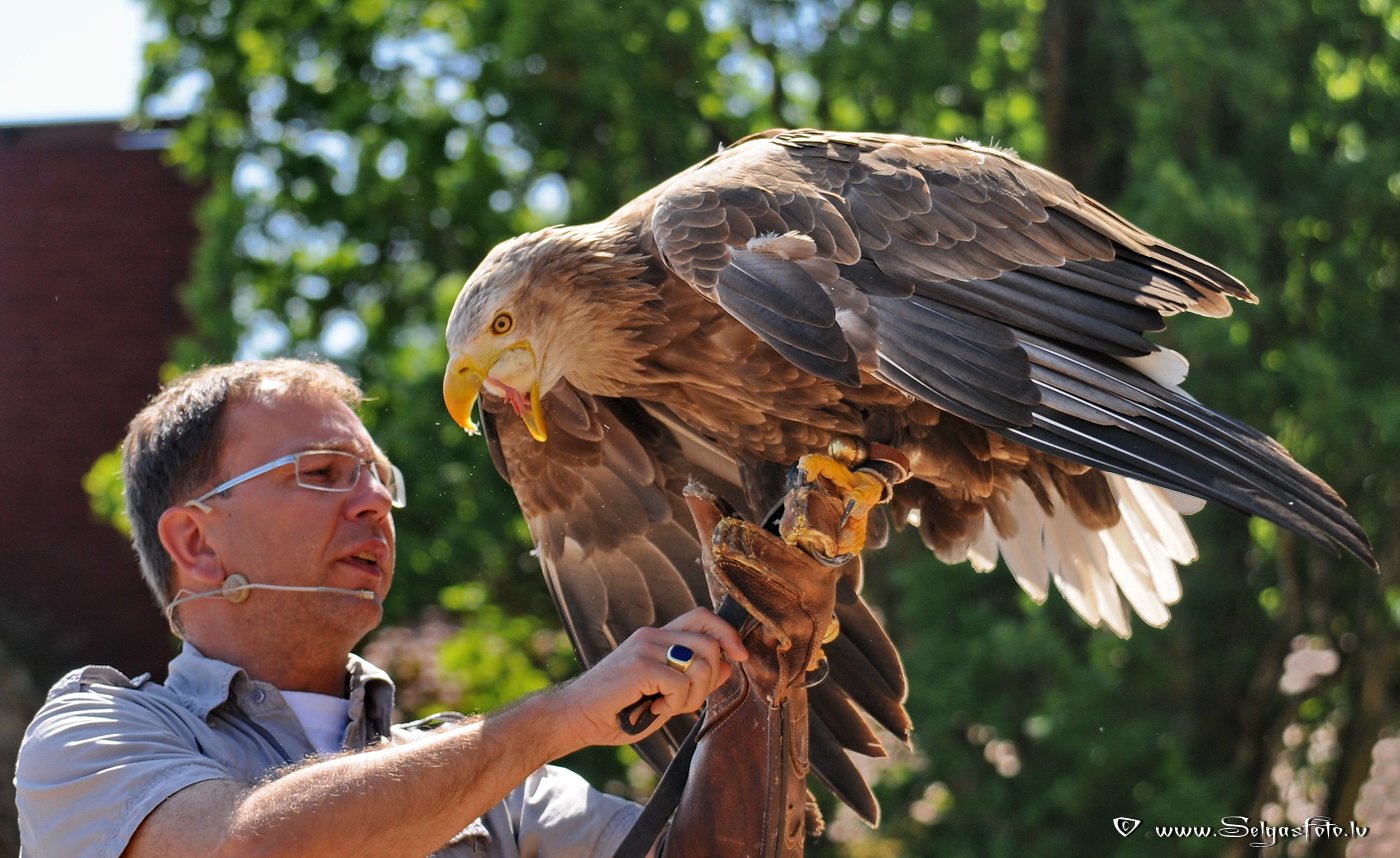 Burg Guttenberg. Deutschland.