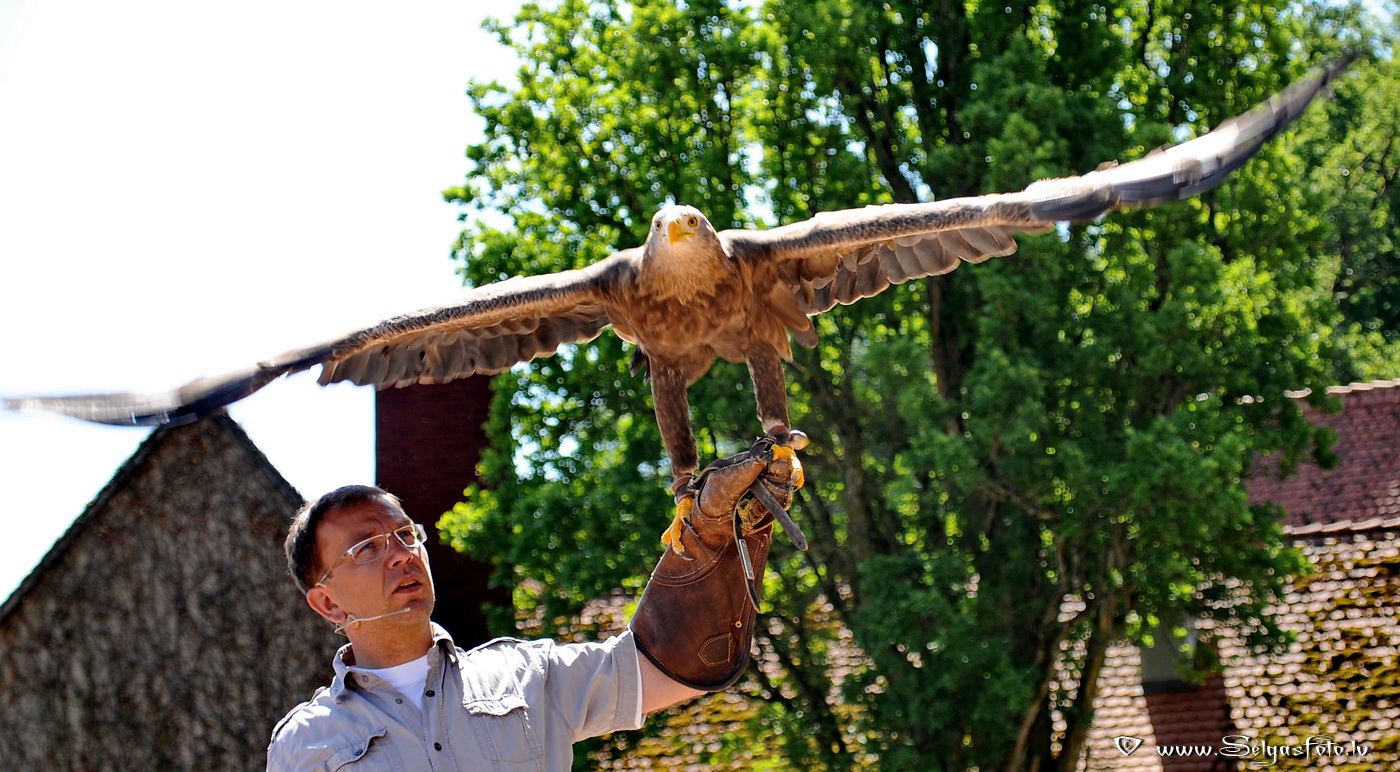 Burg Guttenberg. Deutschland.