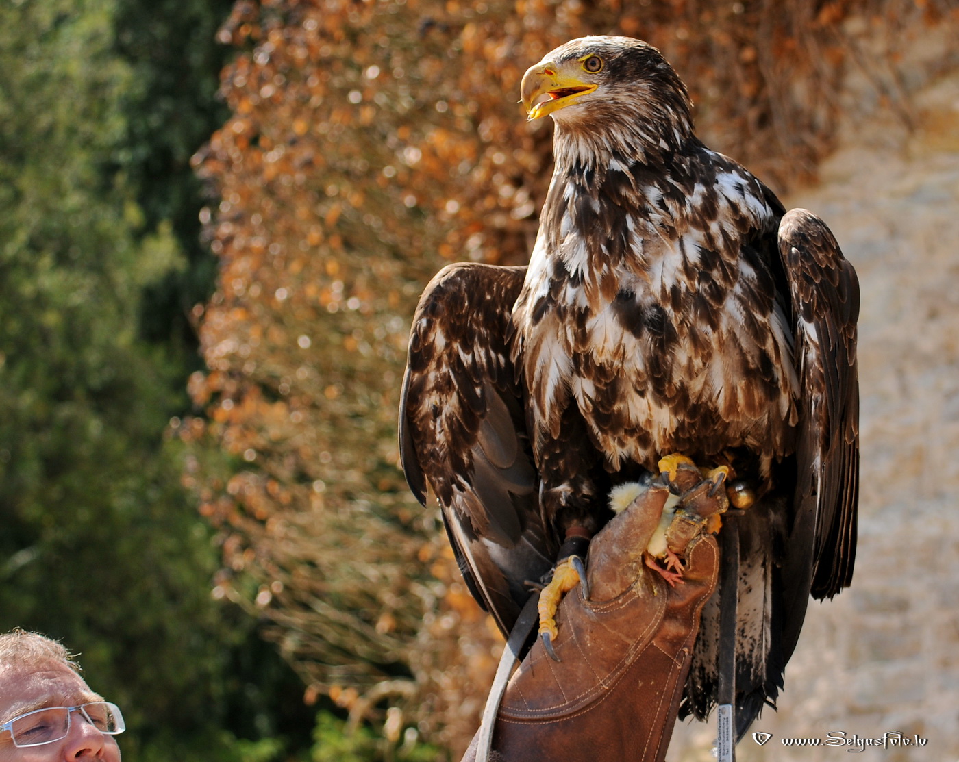 Burg Guttenberg. Deutschland. Burg Guttenberg. Deutschland.