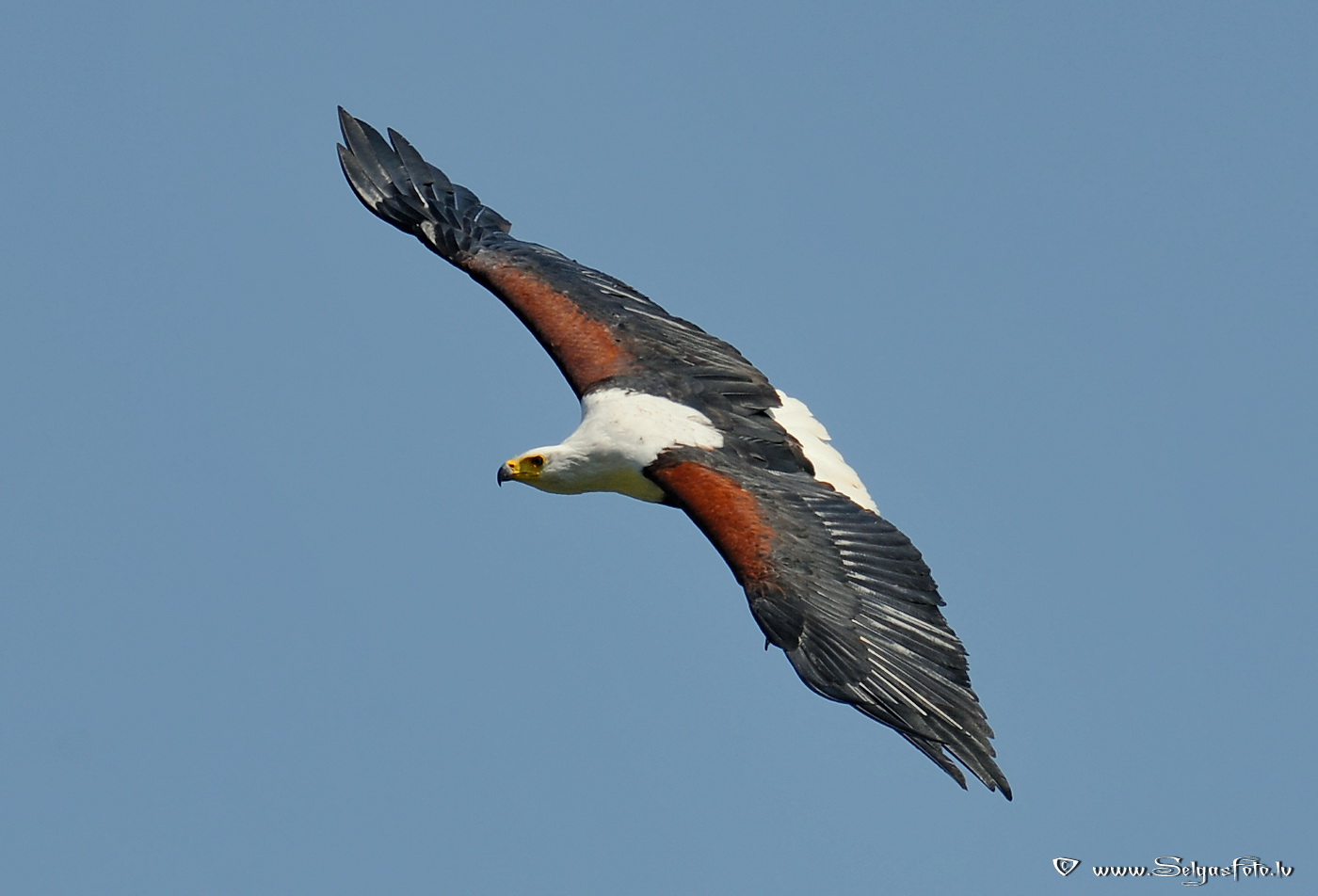 Burg Guttenberg. Deutschland. Burg Guttenberg. Deutschland.