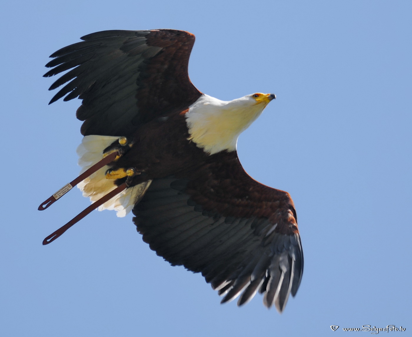 Burg Guttenberg. Deutschland. Burg Guttenberg. Deutschland.