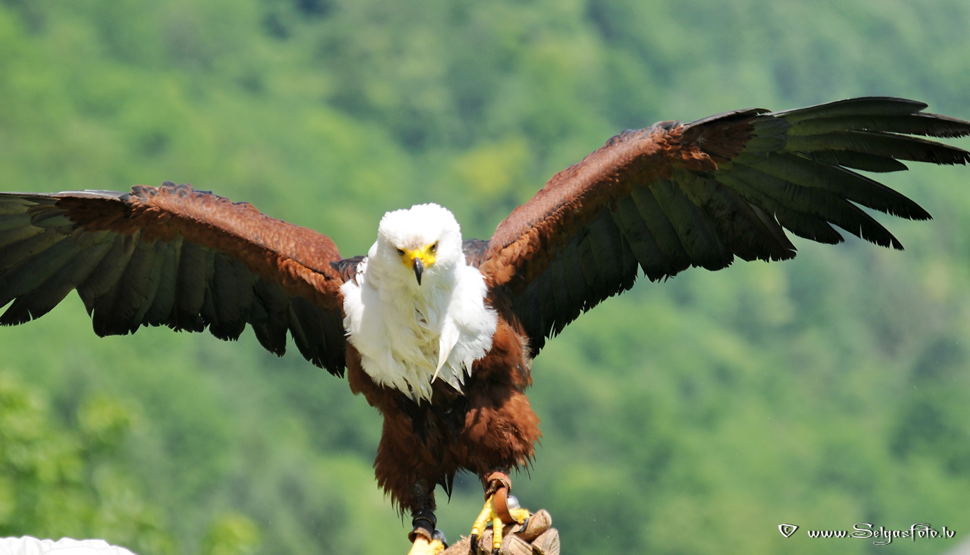 Burg Guttenberg. Deutschland.