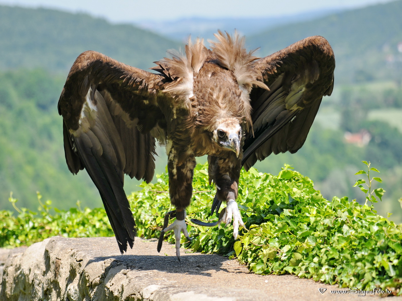 Burg Guttenberg. Deutschland. Burg Guttenberg. Deutschland.