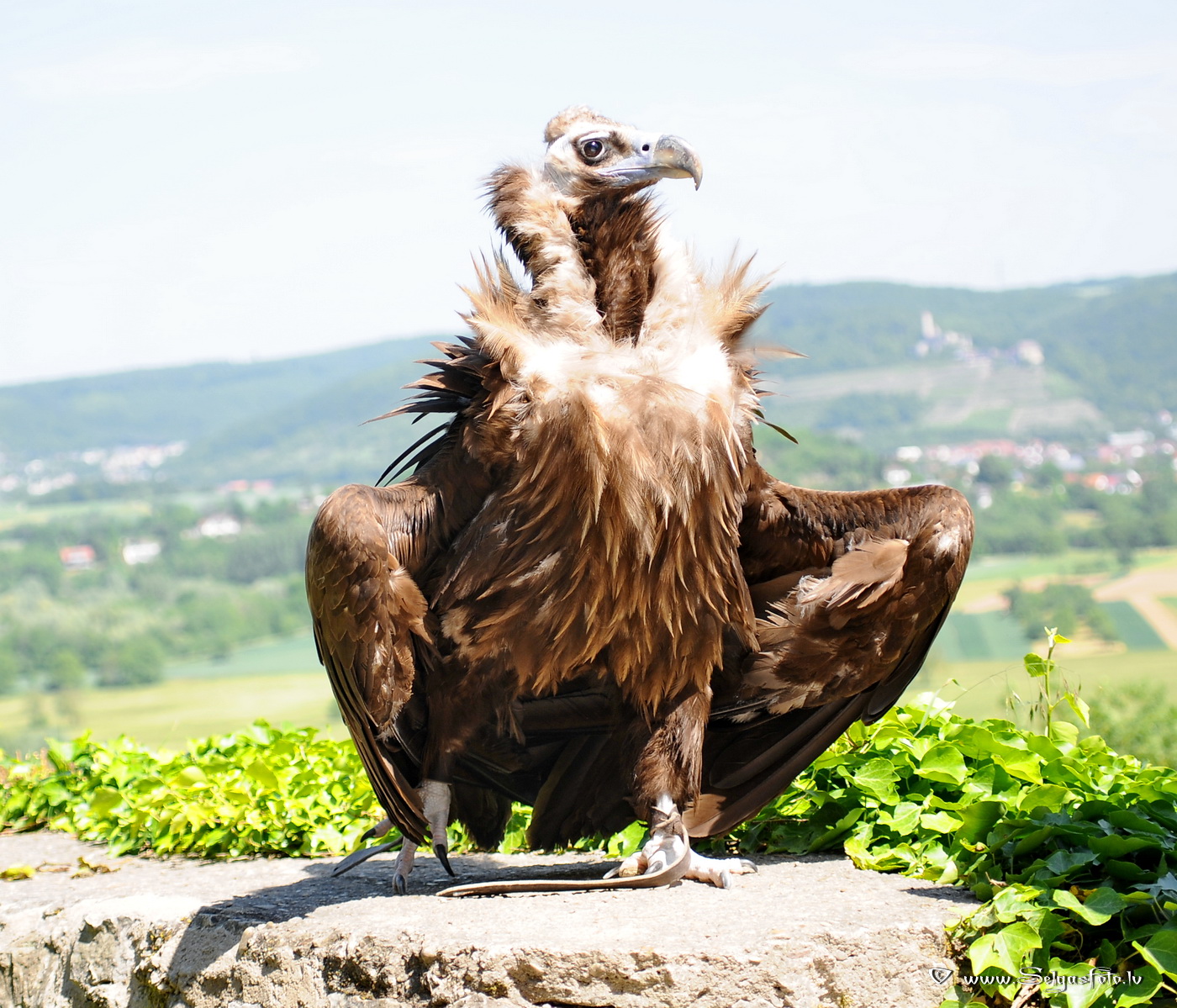 Burg Guttenberg. Deutschland. Burg Guttenberg. Deutschland.