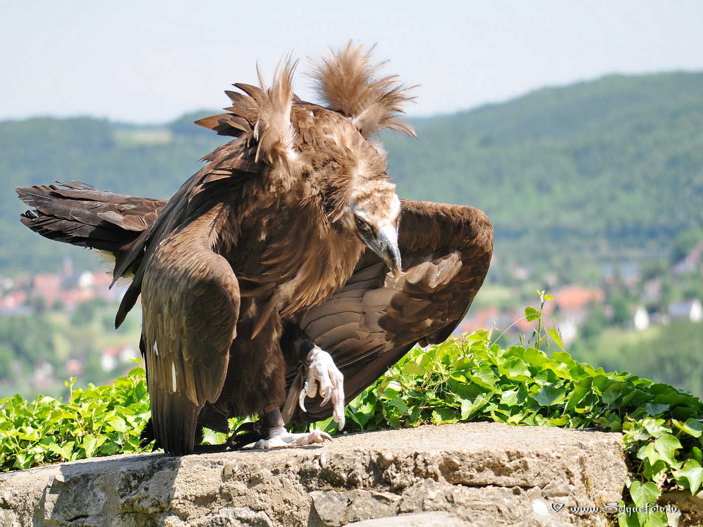 Burg Guttenberg. Deutschland. Burg Guttenberg. Deutschland.