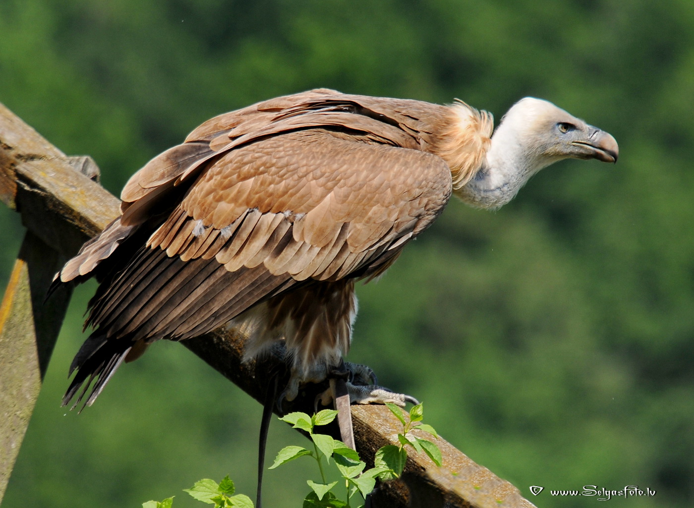 Burg Guttenberg. Deutschland.