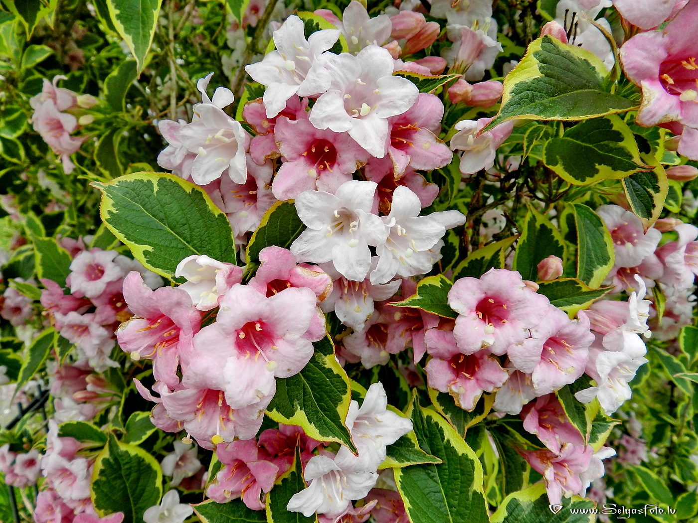 Hüffenhardt. Deutschland.