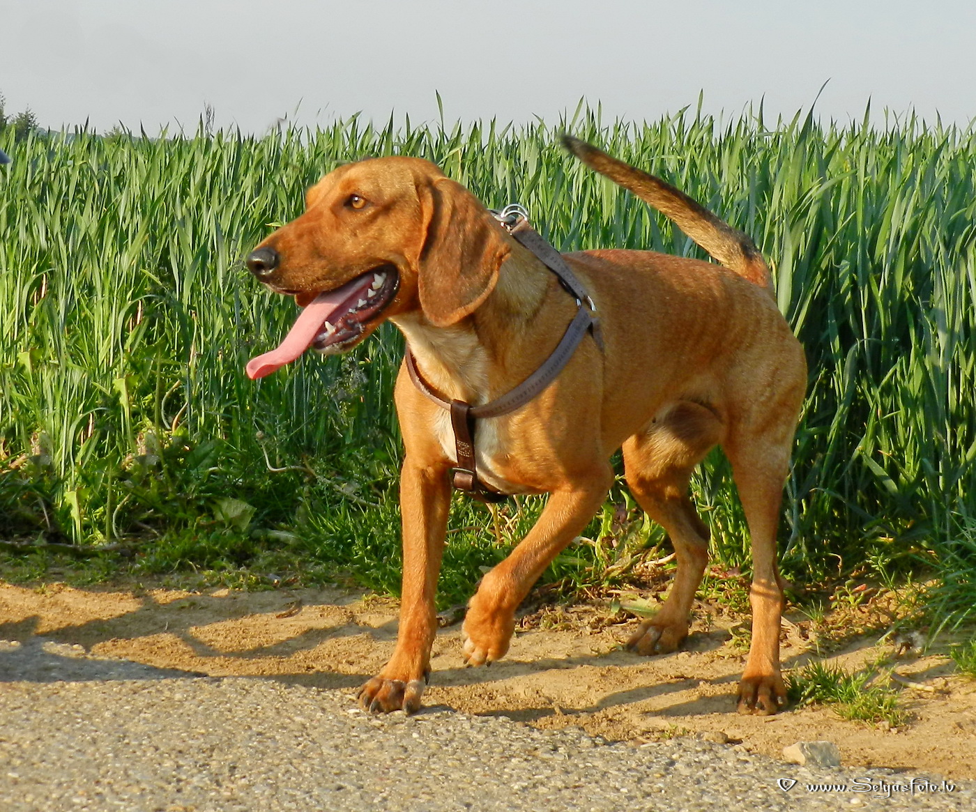Wollenberg. Deutschland.