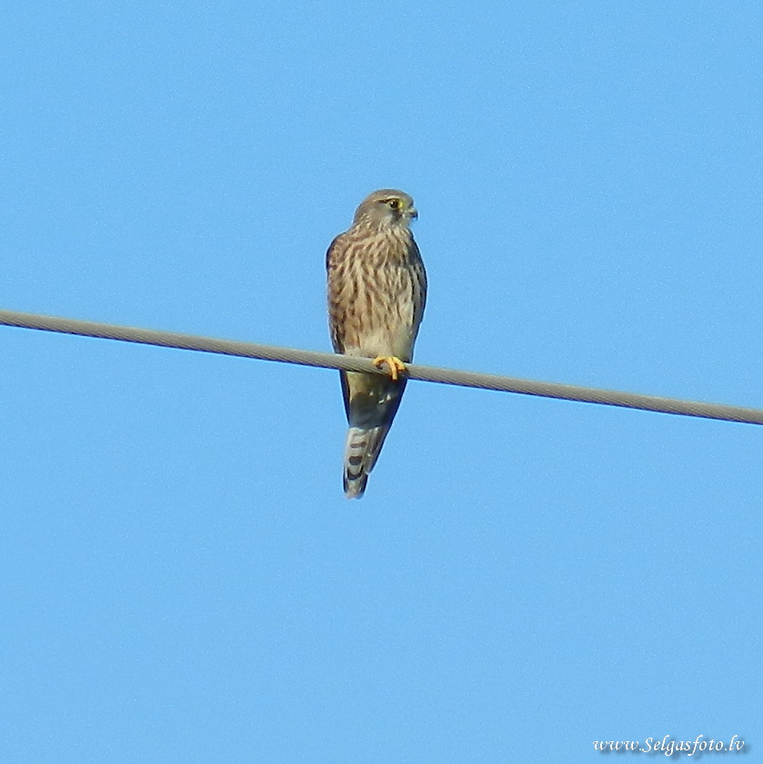 Partenheim. Deutschland. Partenheim. Deutschland.