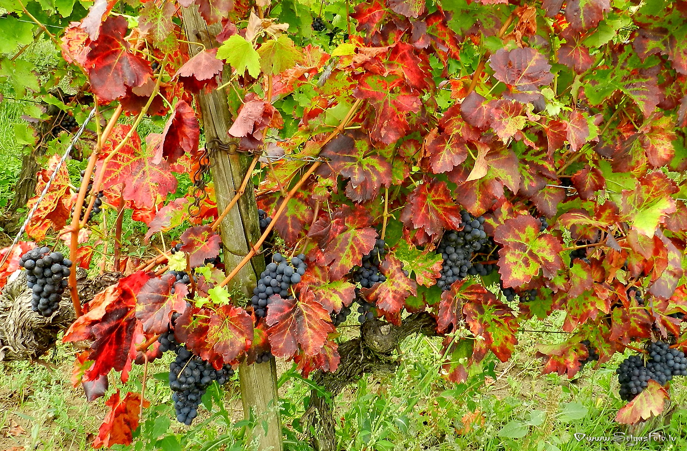 Partenheim. Jugenheim./De/.