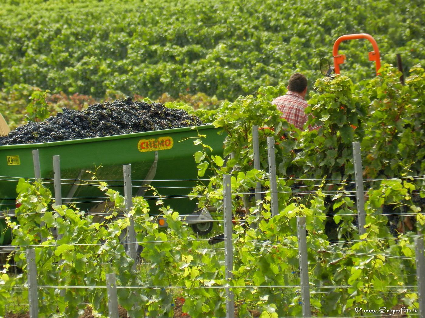 Jugenheim in Rheinhessen. /De/.