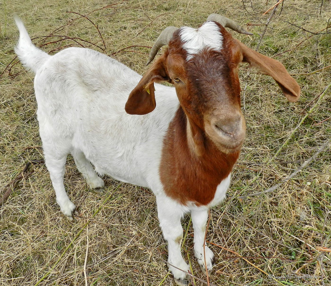 Jugenheim in Rheinhessen. /De/.