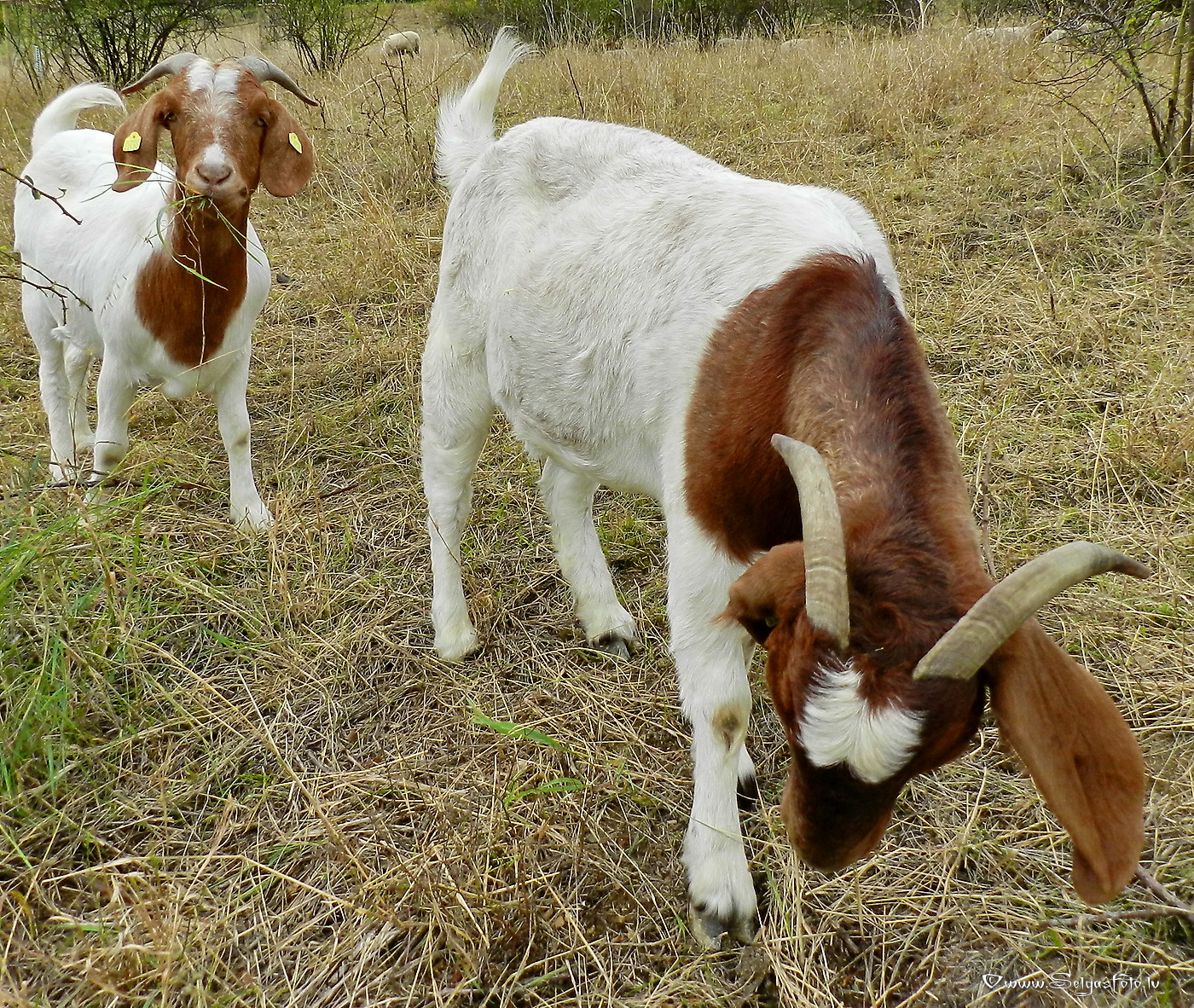 Jugenheim in Rheinhessen. /De/.
