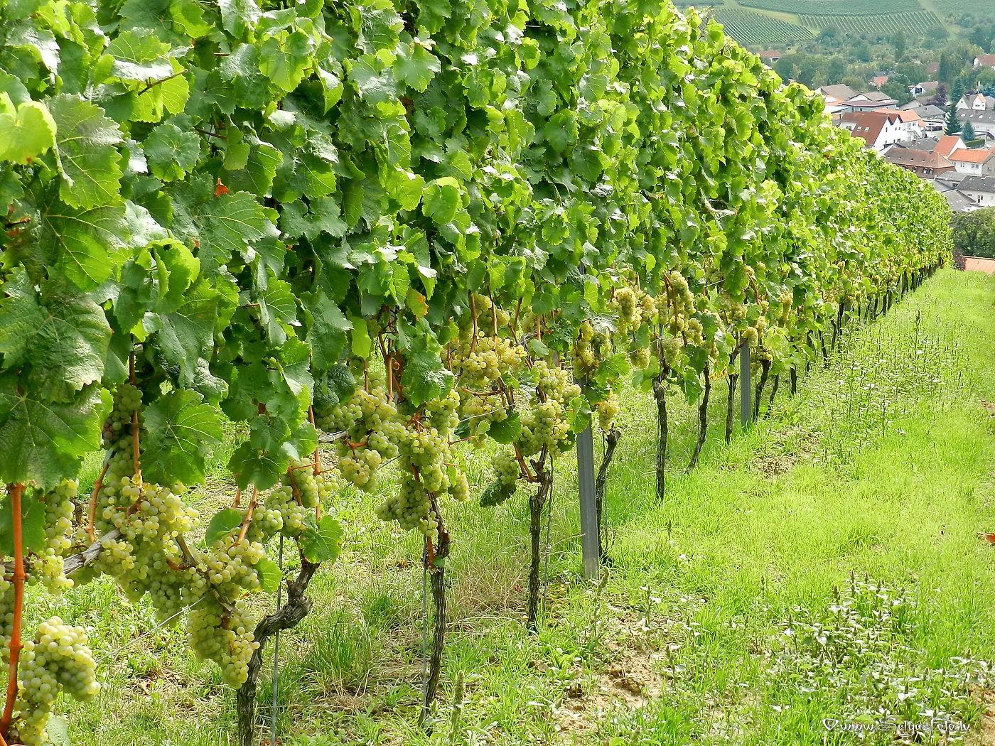 Jugenheim in Rheinhessen. /De/.