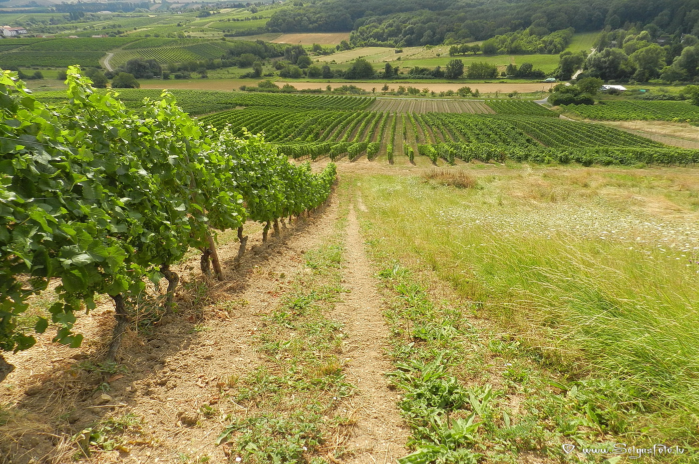 Jugenheim in Rheinhessen/De/.